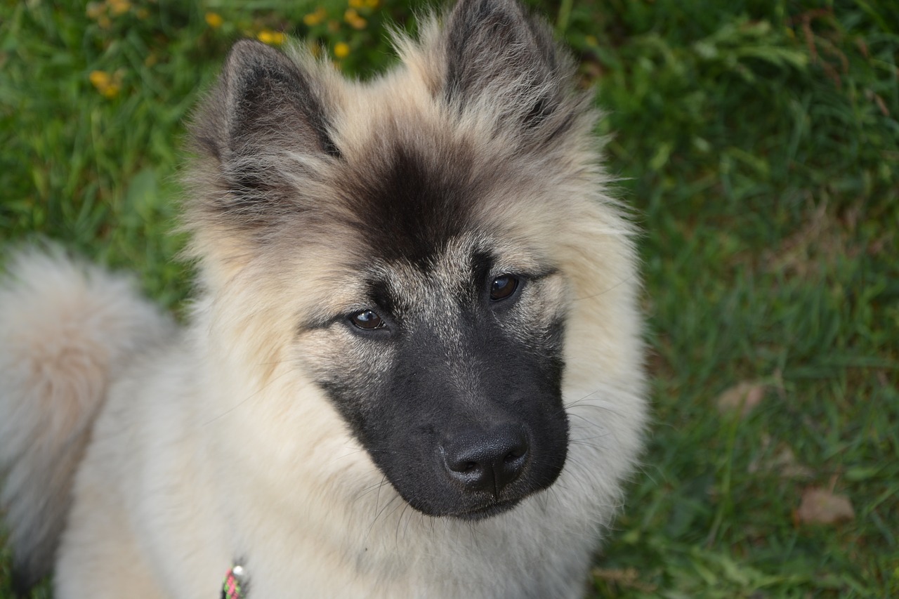 Šuo,  Kalė,  Šuo Kalėdų Mėlyna,  Šuo Eurasier,  Spalva Smėlio,  Juoda Kaukė,  Juoda Snukis,  Naminis Gyvūnas,  Gyvūnas,  Šunytis