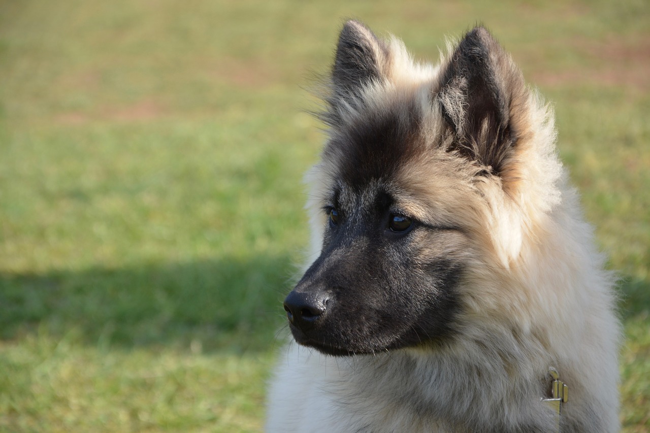 Šuo,  Kalė,  Šuo Kalėdų Mėlyna,  Šuo Eurasier,  Portretas Vadovas,  Profilis,  Spalva Smėlio,  Juoda Kaukė,  Juoda Snukis,  Naminis Gyvūnas