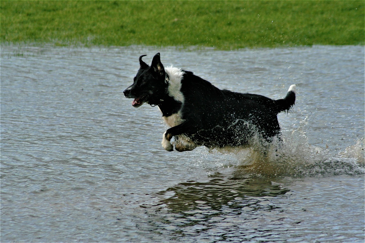 Šuo,  Augintinė,  Žaisti,  Splash,  Ežeras, Nemokamos Nuotraukos,  Nemokama Licenzija