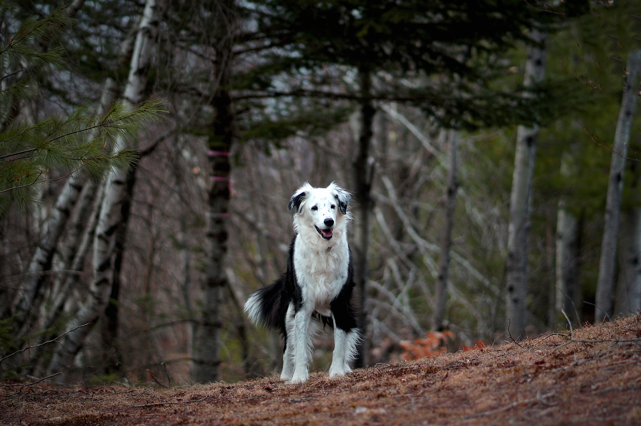 Šuo,  Augintinė,  Juoda Ir Balta, Nemokamos Nuotraukos,  Nemokama Licenzija