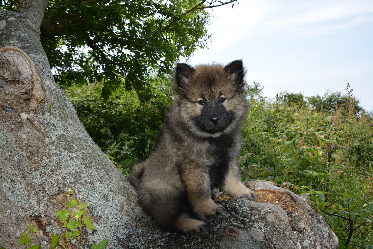 Šuo,  Kalė Šuniukas,  Kalė Orlaya-Mėlyna Eurasier,  Naminis Gyvūnas,  Vilkiukas,  Šuniukas,  Gyvūnas,  Šunų,  Eurasier,  Augintinė