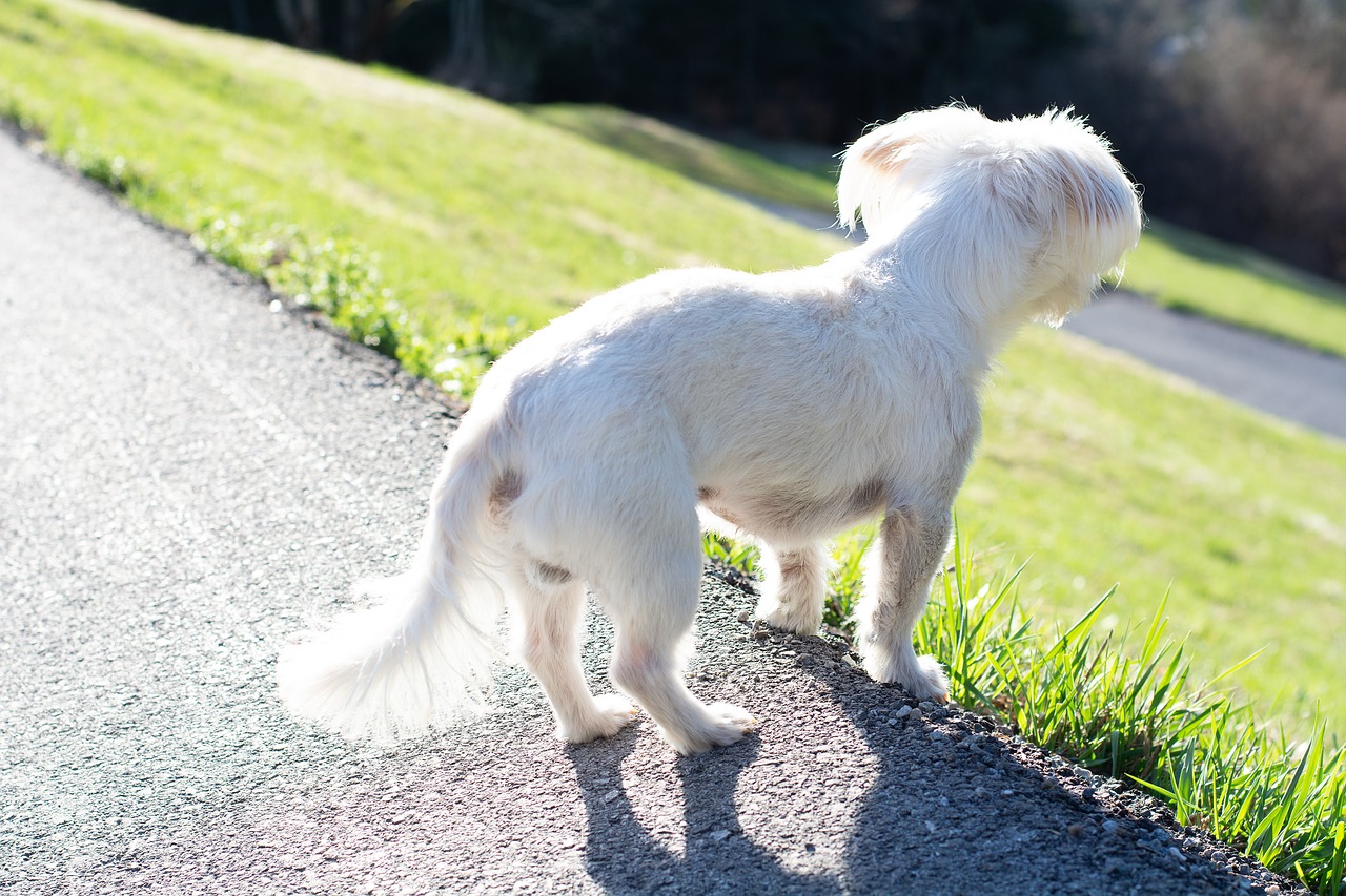 Šuo,  Baltas Šuo,  Mažas,  Mažas Šuo,  Atrodo,  Žiūrėti,  Augintinė,  Maltiečių,  Havanese,  Iš