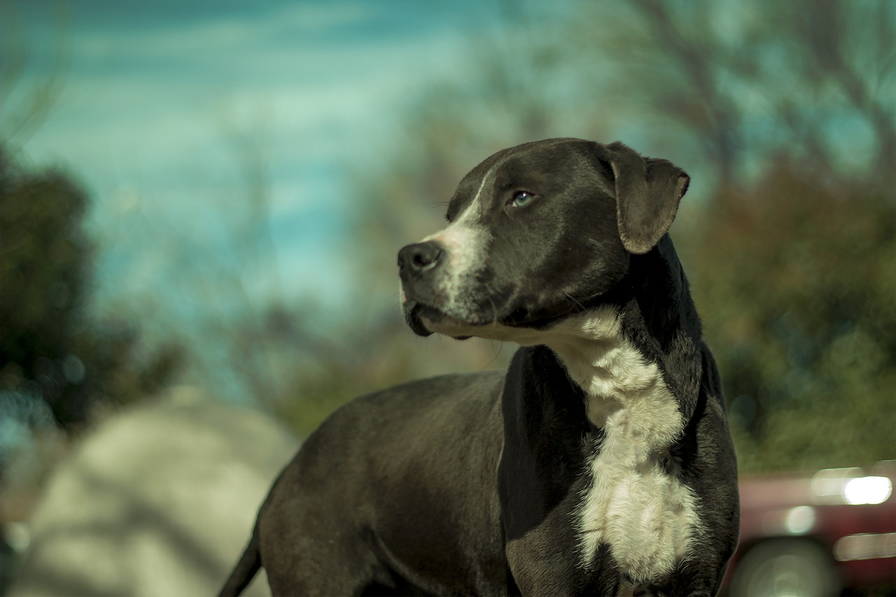 Šuo,  Rotveileris,  Pitbull,  Maišyti,  Veisti,  Grynaveislis,  Augintinė,  Gyvūnas,  Žinduolis,  Vidaus