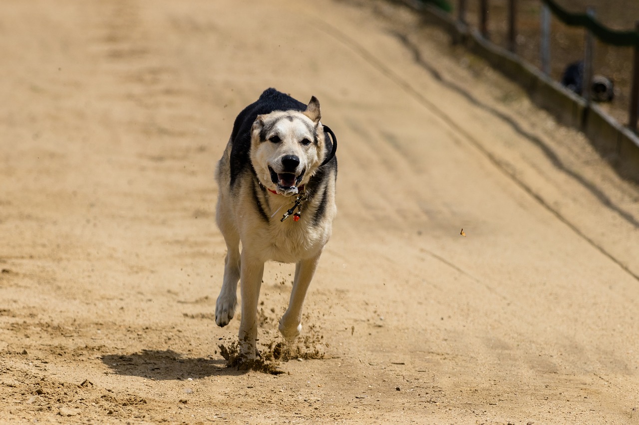 Šuo,  Veikia,  Šunų Lenktynių,  Šunų Veikia,  Veiksmų,  Pet Photography,  Kurtas Lenktynių,  Hundesport,  Sportas,  Racecourse