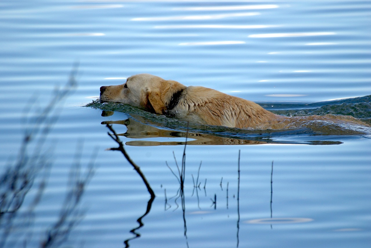 Šuo,  Šuo Plaukimo,  Augintiniai,  Ežeras,  Gyvūnai,  Labradoro, Nemokamos Nuotraukos,  Nemokama Licenzija