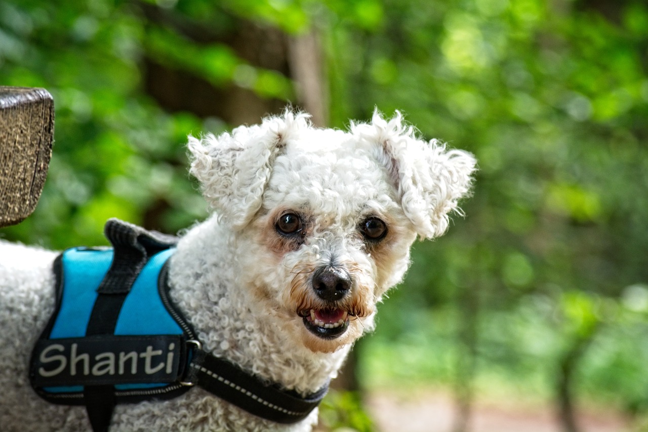 Šuo,  Bichon Frise,  Gyvūnas,  Baltos Spalvos,  Augintinė,  Bichon,  Portretas,  Iš Arti,  Gyvūnų Portretas, Nemokamos Nuotraukos