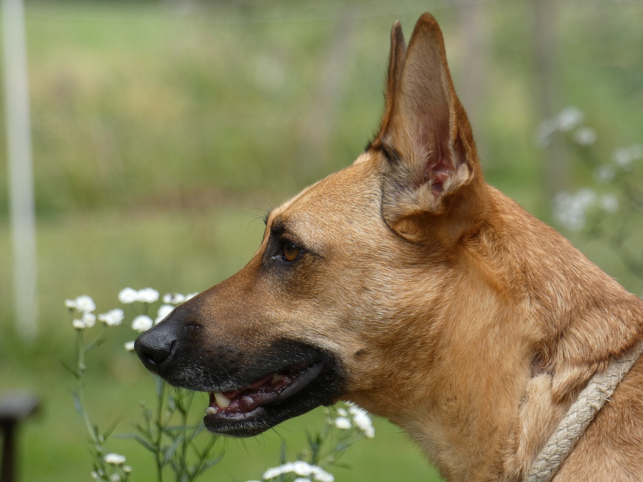 Šuo,  Podenco,  Ganytojas,  Augintinė,  Sodas,  Rudi,  Cinamono,  Žalias,  Jauna,  Patinas