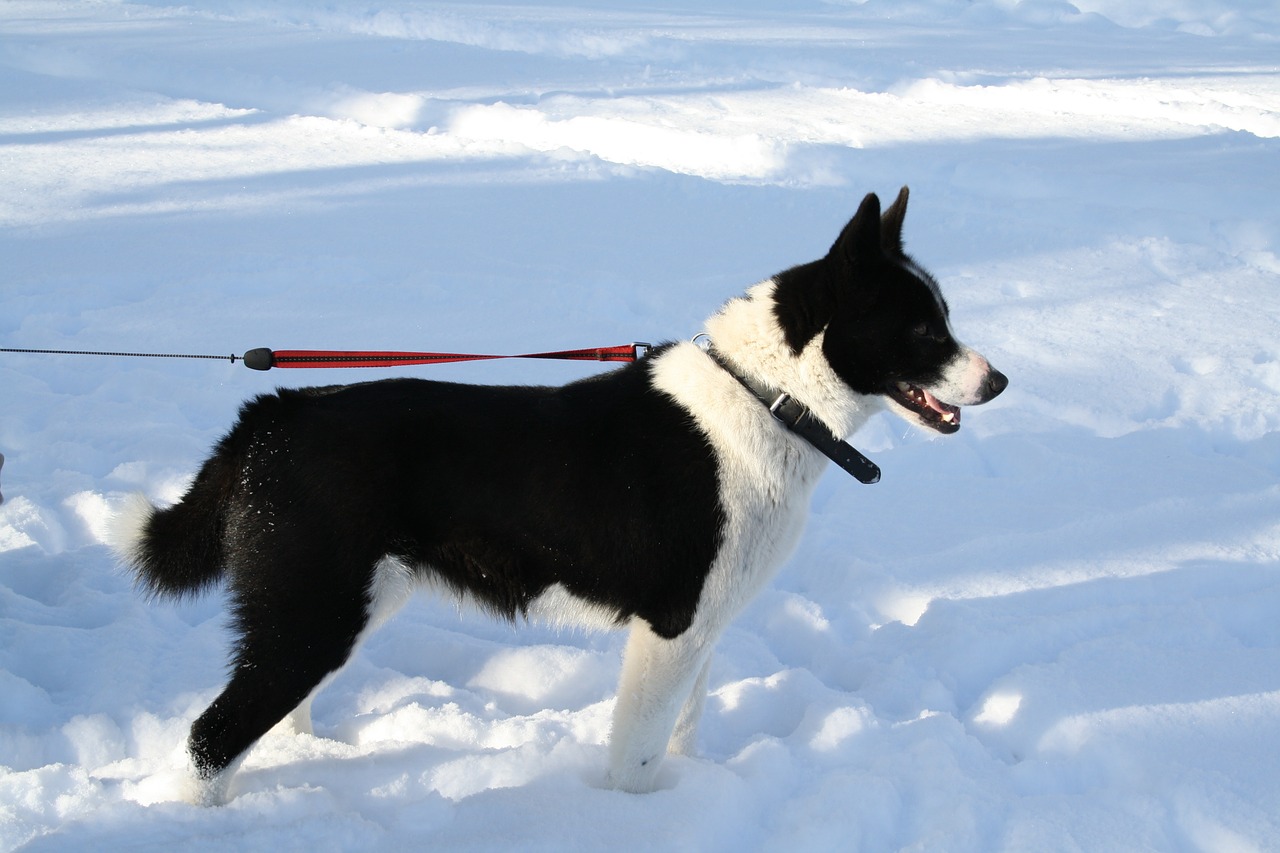 Šuo, Karelijos Lokio Šuo, Gyvūnas, Žiema, Sniegas, Nemokamos Nuotraukos,  Nemokama Licenzija