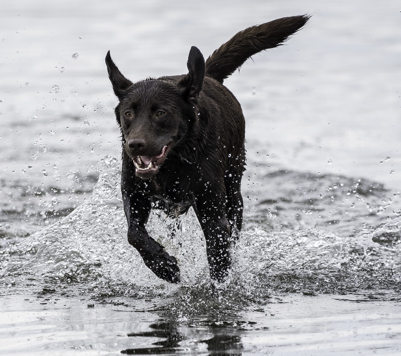 Šuo,  Veikia,  Žaisti,  Augintinė,  Šokoladas Lab,  Labradoro Retriveris,  Laimingas, Nemokamos Nuotraukos,  Nemokama Licenzija