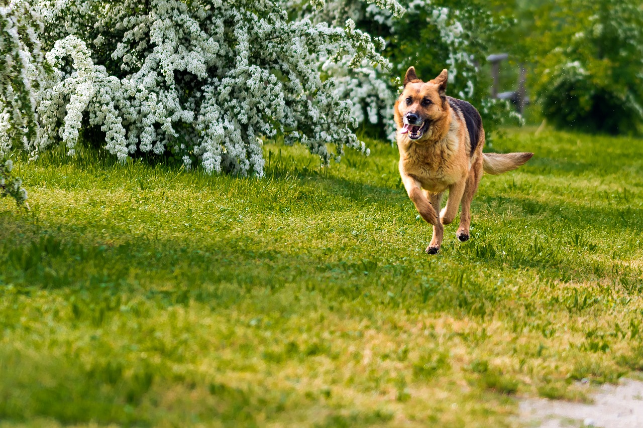 Šuo,  Draugas,  Draugystė,  Mielas,  Laimingas,  Kartu,  Lauke,  Žaismingas,  Linksma,  Fonas