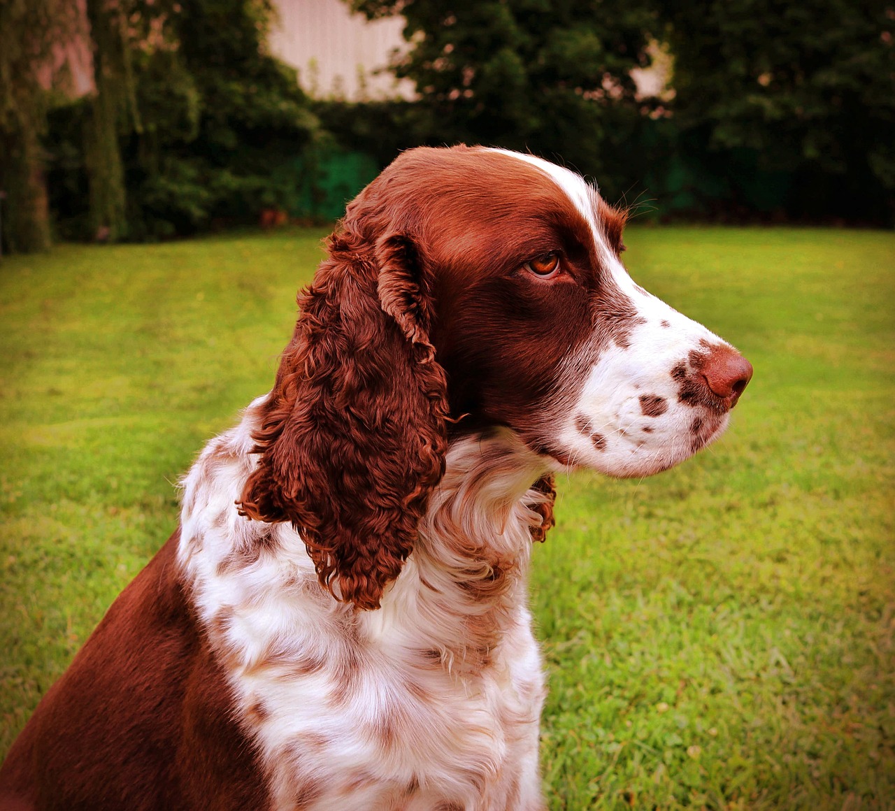 Šuo,  Spanielis,  Augintinė,  Gyvūnas,  Mielas,  Šuniukas,  Šunų,  Anglų,  Kepenų,  Gundog