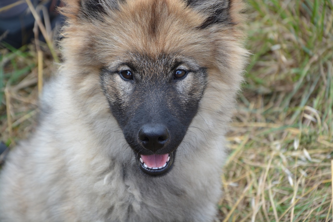 Šuo,  Portretas Šuniukas,  Vilkiukas,  Kalė Orlaya,  Šuo Eurasier,  Šuo Šiaurės,  Gyvūnas,  Mielas,  Jauna Šuniukas,  Žinduoliai