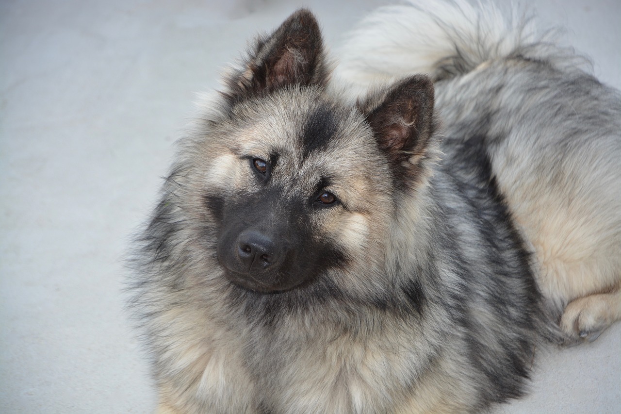 Šuo,  Šuo Eurasier,  Kalė Christmas,  Šunų,  Moteris,  Žavinga,  Vidaus,  Pobūdį,  Šunytis,  Šuo Nordic