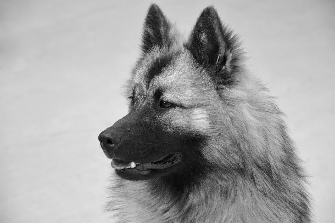 Šuo,  Šuo Eurasier,  Kalė Christmas,  Foto Juoda Balta,  Šuo Šiaurės,  Žinduolis,  Eurasier,  Portretas Profilį, Nemokamos Nuotraukos,  Nemokama Licenzija