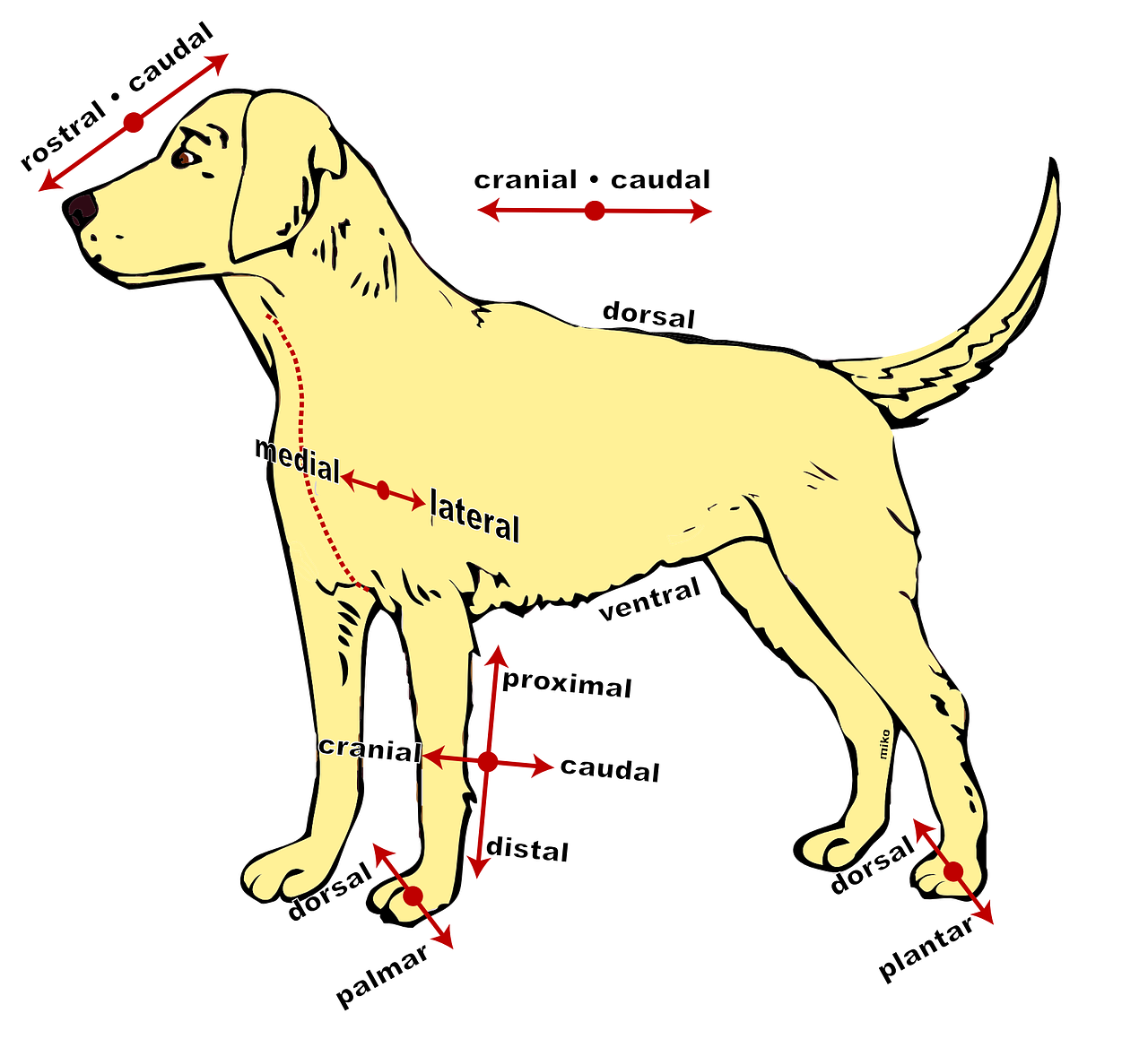 Šuo, Anatominis, Diagrama, Mokslas, Naminis Gyvūnėlis, Gyvūnas, Biologija, Anatomija, Žinduolis, Šunys