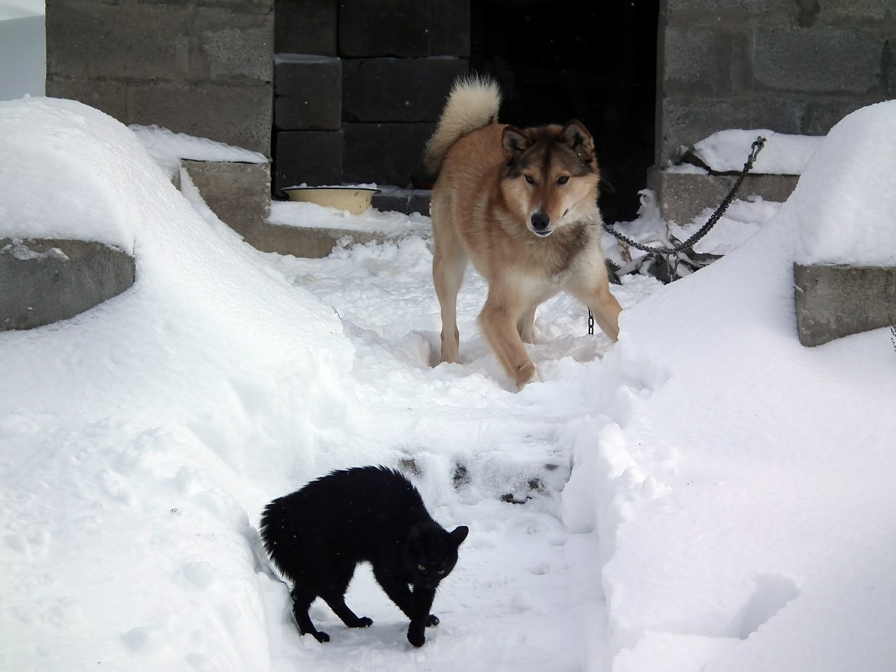 Šuo, Katė, Feudas, Žiema, Sniegas, Snowdrift, Šaltas, Balta, Šaltis, Juoda Ir Balta