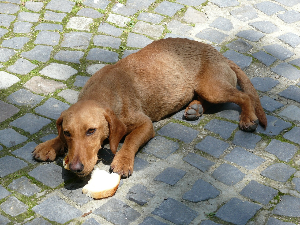 Šuo, Gyvūnas, Alkanas, Augintiniai, Lojalumas, Žiūri, Mielas, Naminis Gyvūnėlis, Keturkampis, Nemokamos Nuotraukos