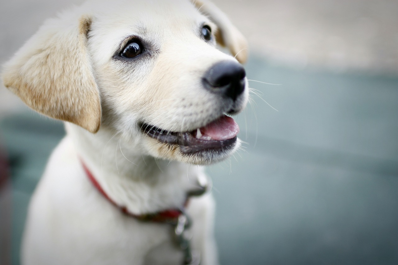 Šuo, Šuniukas, Šypsena, Mielas, Naminiai Šunys, Nemokamos Nuotraukos,  Nemokama Licenzija