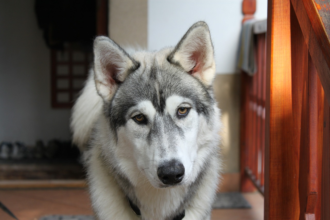 Šuo, Husky, Gyvūnas, Siberianas, Šuniukas, Vilkas, Nemokamos Nuotraukos,  Nemokama Licenzija