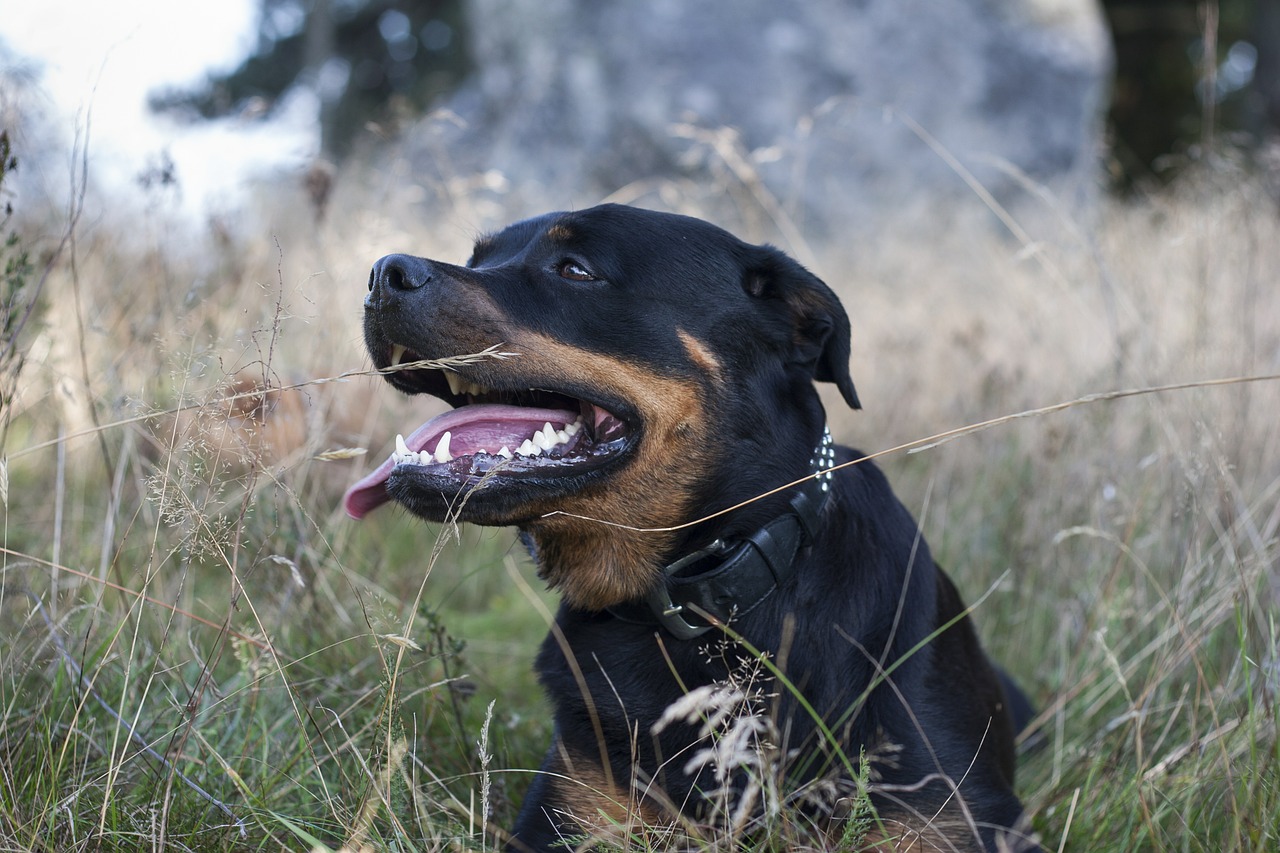 Šuo, Rottweiler, Gamta, Nemokamos Nuotraukos,  Nemokama Licenzija