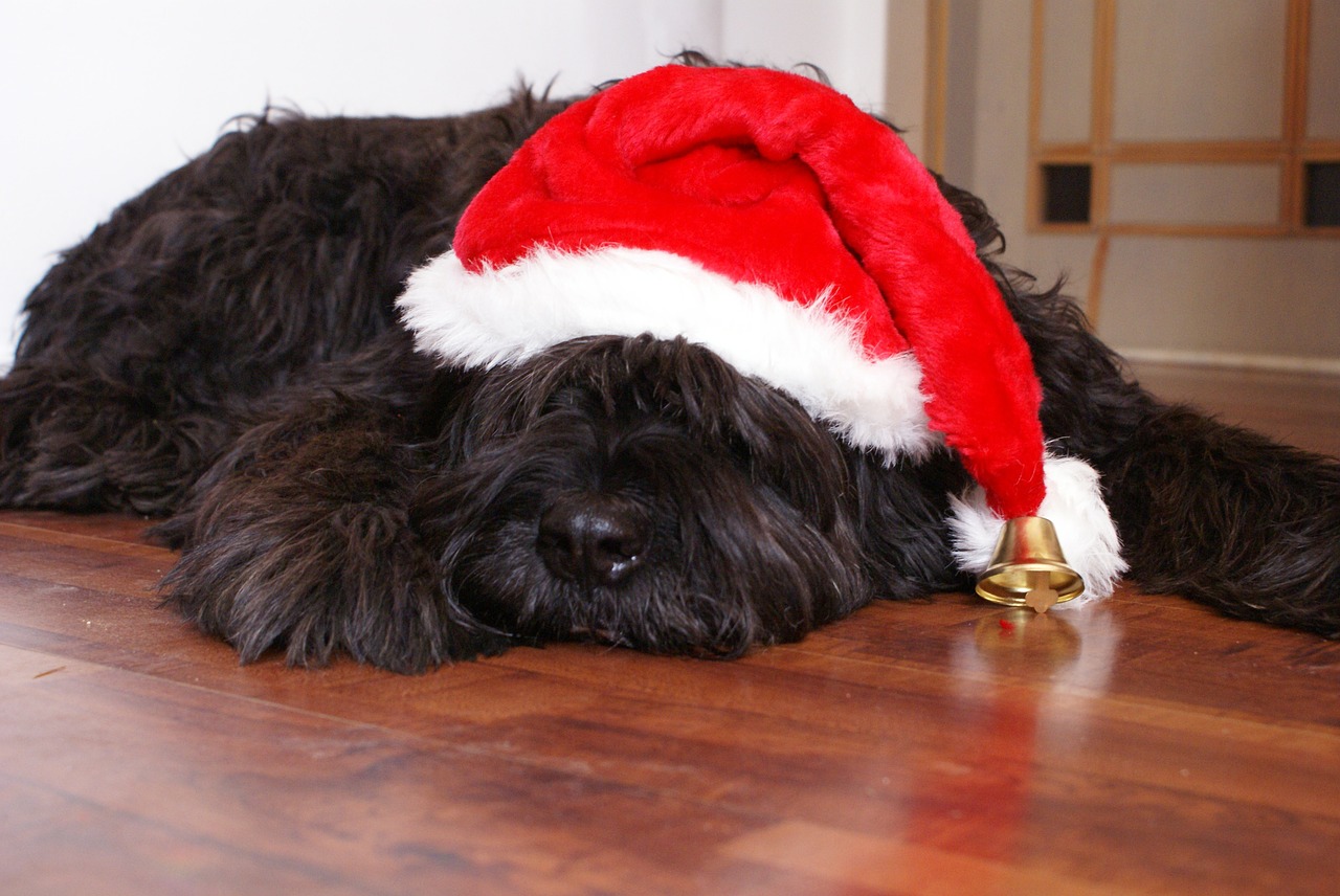 Šuo, Kalėdos, Dangtelis, Nemokamos Nuotraukos,  Nemokama Licenzija