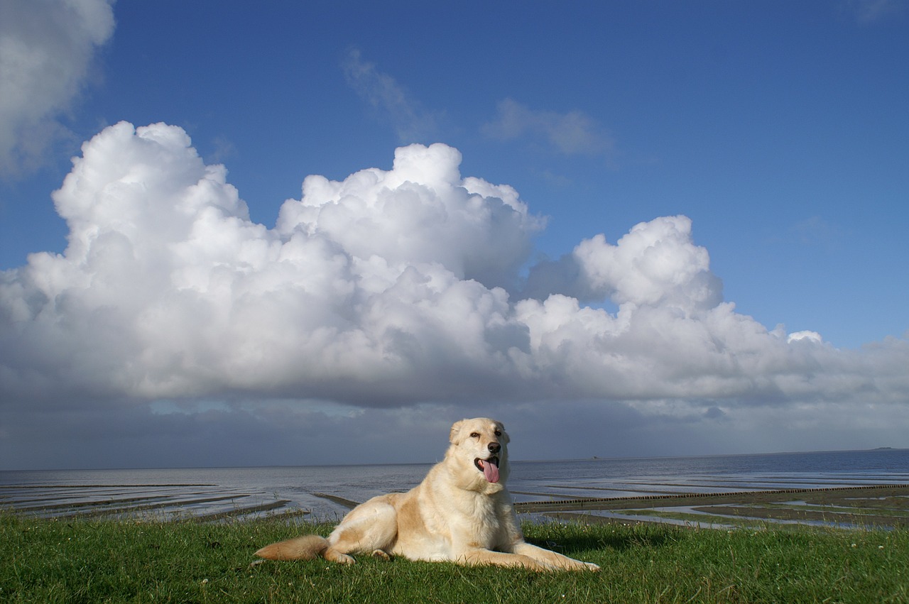 Šuo, Šiaurės Jūra, Dike, Nordfriesland, Nemokamos Nuotraukos,  Nemokama Licenzija