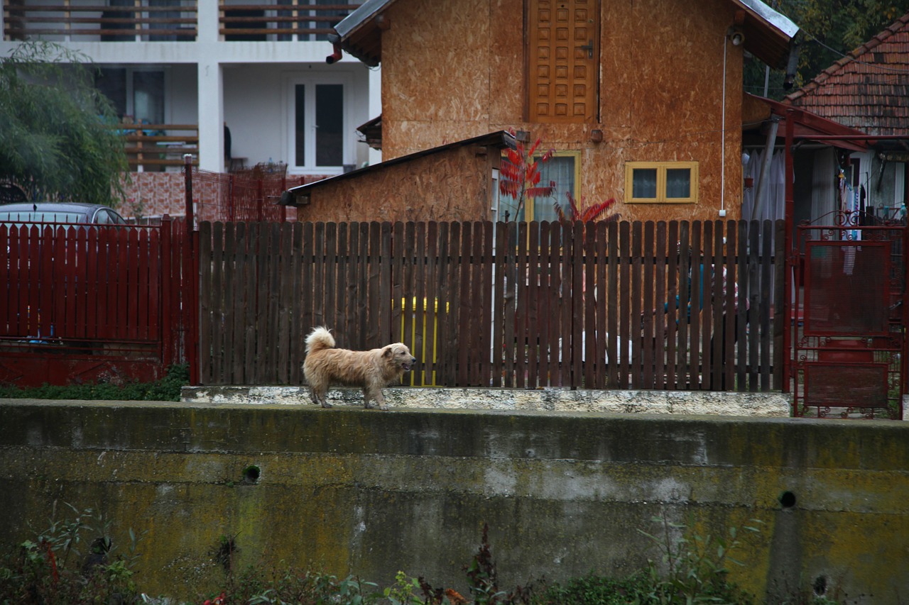 Šuo, Šalis, Kaimas, Romanija, Lauke, Ruduo, Nemokamos Nuotraukos,  Nemokama Licenzija