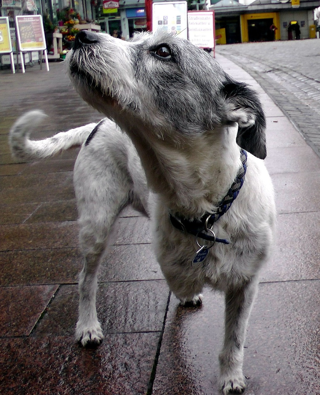 Šuo, Gyvūnas, Sniffing, Hibridas, Nemokamos Nuotraukos,  Nemokama Licenzija