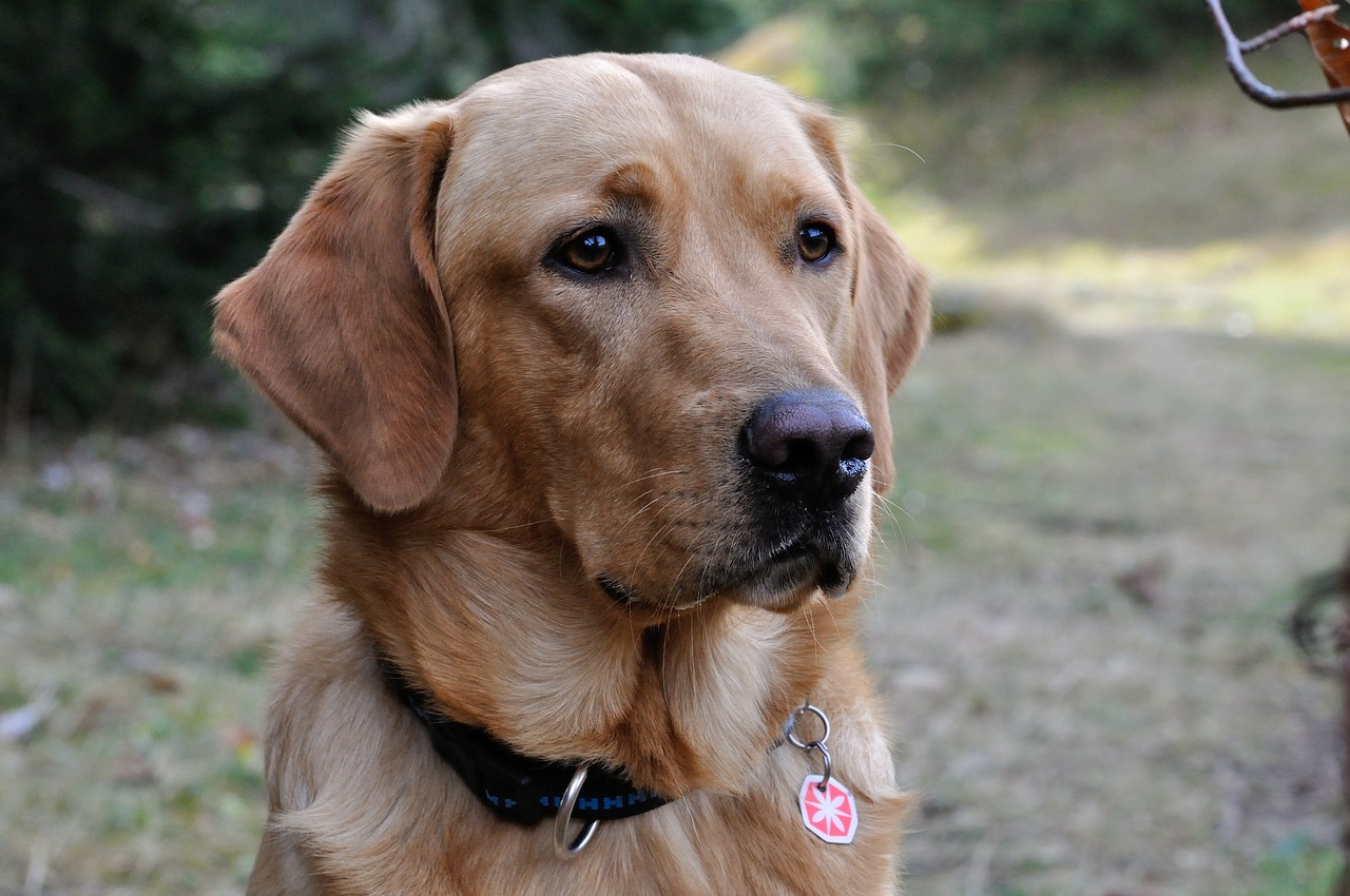 Šuo, Labradoras, Naminis Gyvūnėlis, Galva, Nemokamos Nuotraukos,  Nemokama Licenzija
