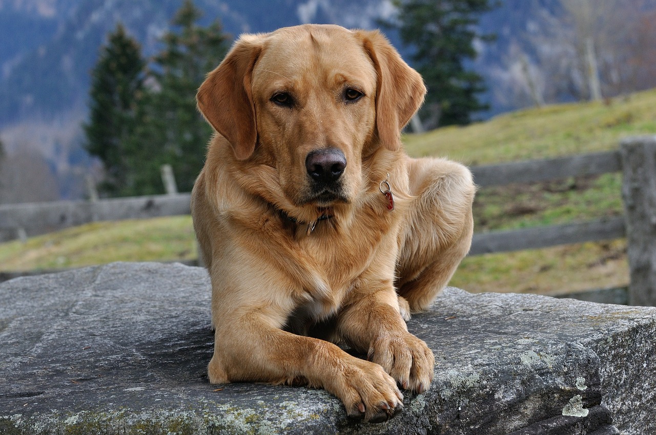 Šuo, Labradoras, Kailis, Naminis Gyvūnėlis, Melas, Nemokamos Nuotraukos,  Nemokama Licenzija