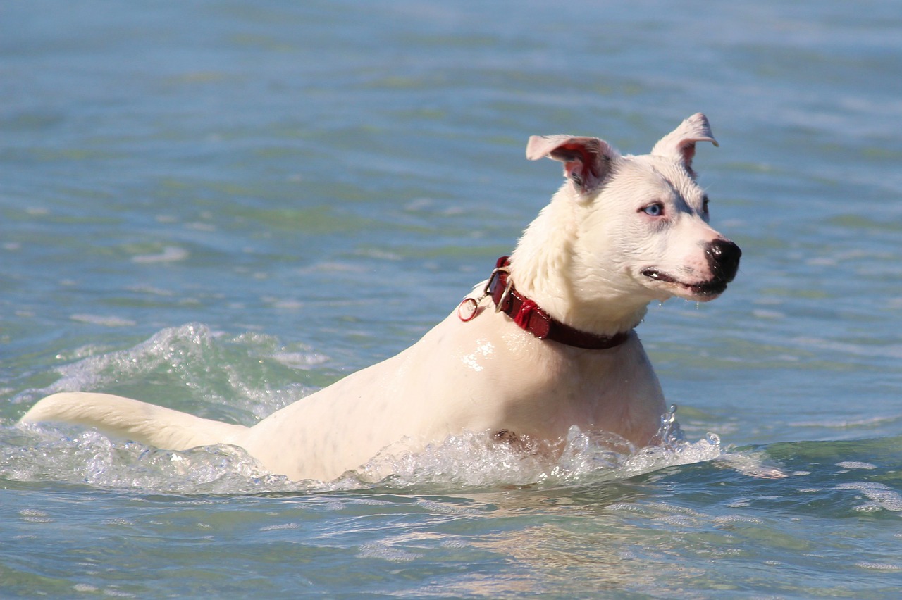 Šuo, Jūra, Plaukti, Šokinėti, Vandenynas, Vanduo, Papludimys, Judėjimas, Nemokamos Nuotraukos,  Nemokama Licenzija