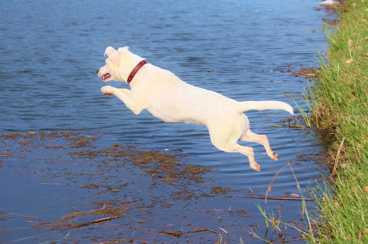 Šuo, Šokinėti, Vanduo, Džiaugsmas, Judėjimas, Nemokamos Nuotraukos,  Nemokama Licenzija