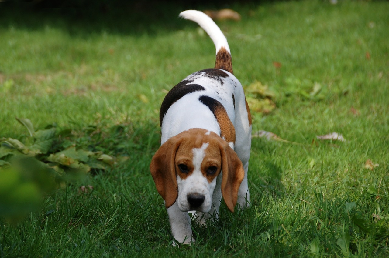 Šuo, Šuniukas, Beagle, Šunys, Gyvūnas, Veislė, Bigel, Gyvūnai, Nemokamos Nuotraukos,  Nemokama Licenzija