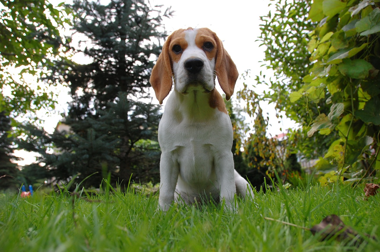 Šuo, Šuniukas, Beagle, Šunys, Gyvūnas, Veislė, Bigel, Gyvūnai, Nemokamos Nuotraukos,  Nemokama Licenzija