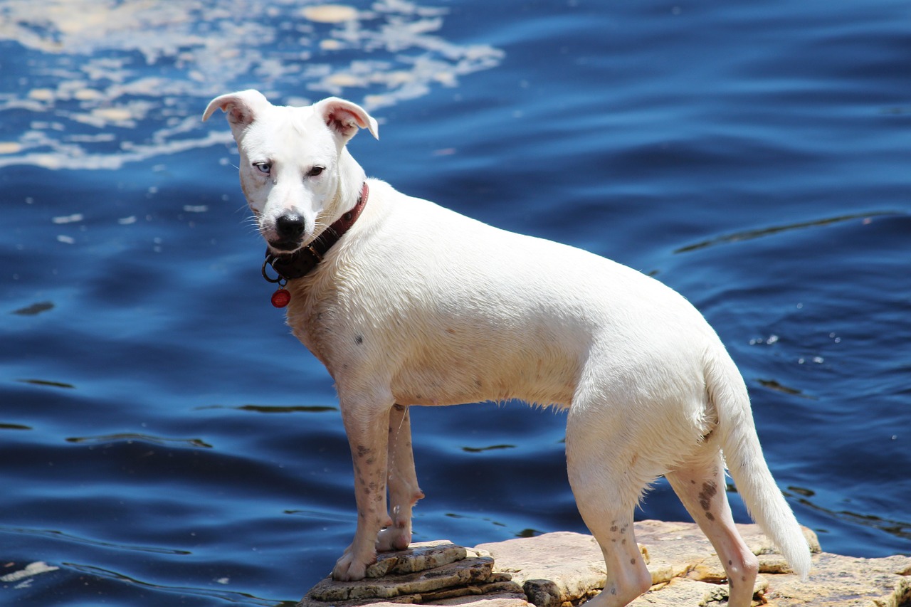 Šuo, Upė, Laukinės Gamtos Fotografija, Bachas, Nemokamos Nuotraukos,  Nemokama Licenzija