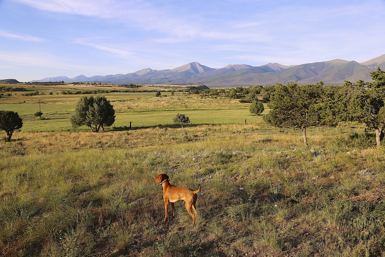 Šuo, Colorado, Kaimas, Vizlas, Vasara, Ekskursijos, Ūkis, Kalnai, Kraštovaizdis, Gamta