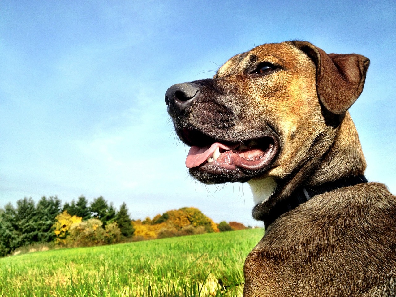 Šuo, Pieva, Šuo Pievoje, Gyvūnas, Portretas, Hundeportrait, Naminis Gyvūnėlis, Nemokamos Nuotraukos,  Nemokama Licenzija