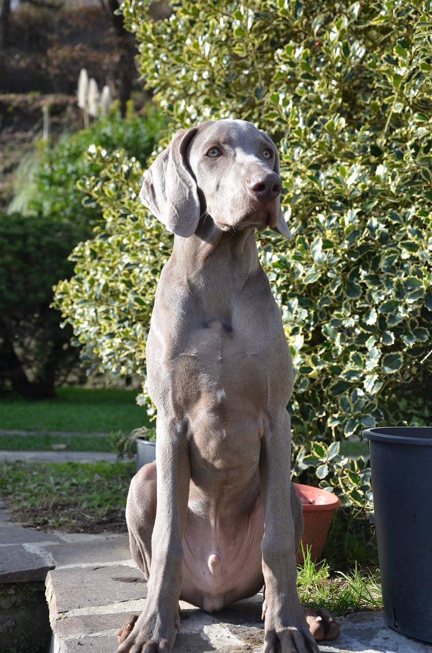 Šuo, Šuniukas, Skalikas, Weimaraner, Akys, Švelnumas, Snukis, Saldus, Gyvūnas, Naminis Gyvūnėlis