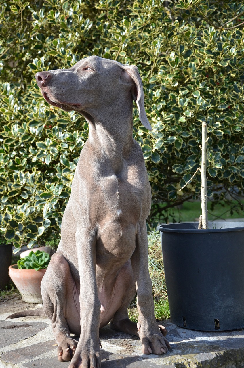 Šuo, Šuniukas, Skalikas, Weimaraner, Akys, Švelnumas, Snukis, Saldus, Gyvūnas, Naminis Gyvūnėlis