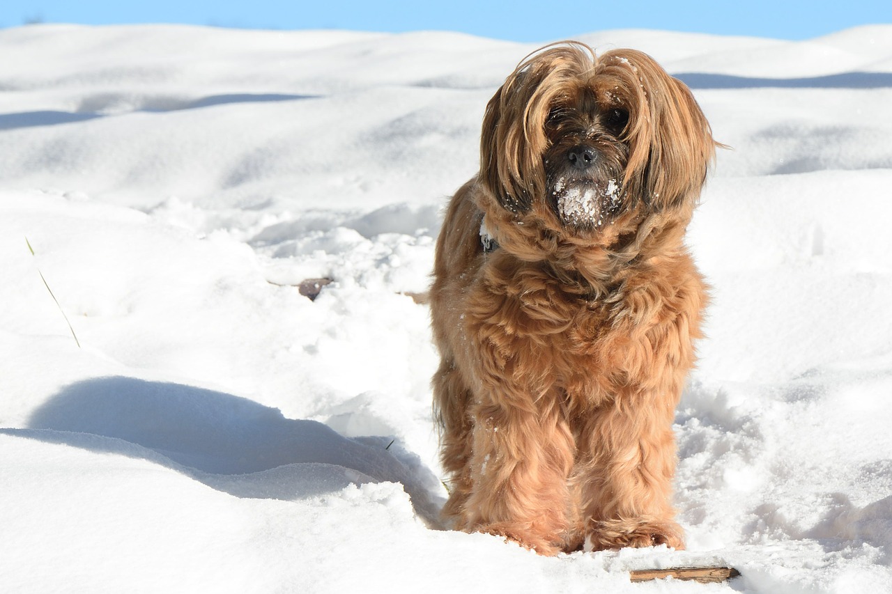 Šuo, Tibetiečių Terjeras, Gyvūnas, Žiema, Sniegas, Lenktynės, Portretas, Žiemą, Nemokamos Nuotraukos,  Nemokama Licenzija