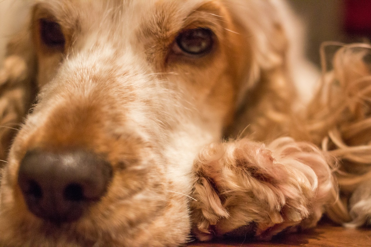 Šuo, Kokeris, Naminis Gyvūnėlis, Kokerspanielis, Spanielis, Oranžinė Pelėda, Anglų Cocker Spaniel, Nemokamos Nuotraukos,  Nemokama Licenzija