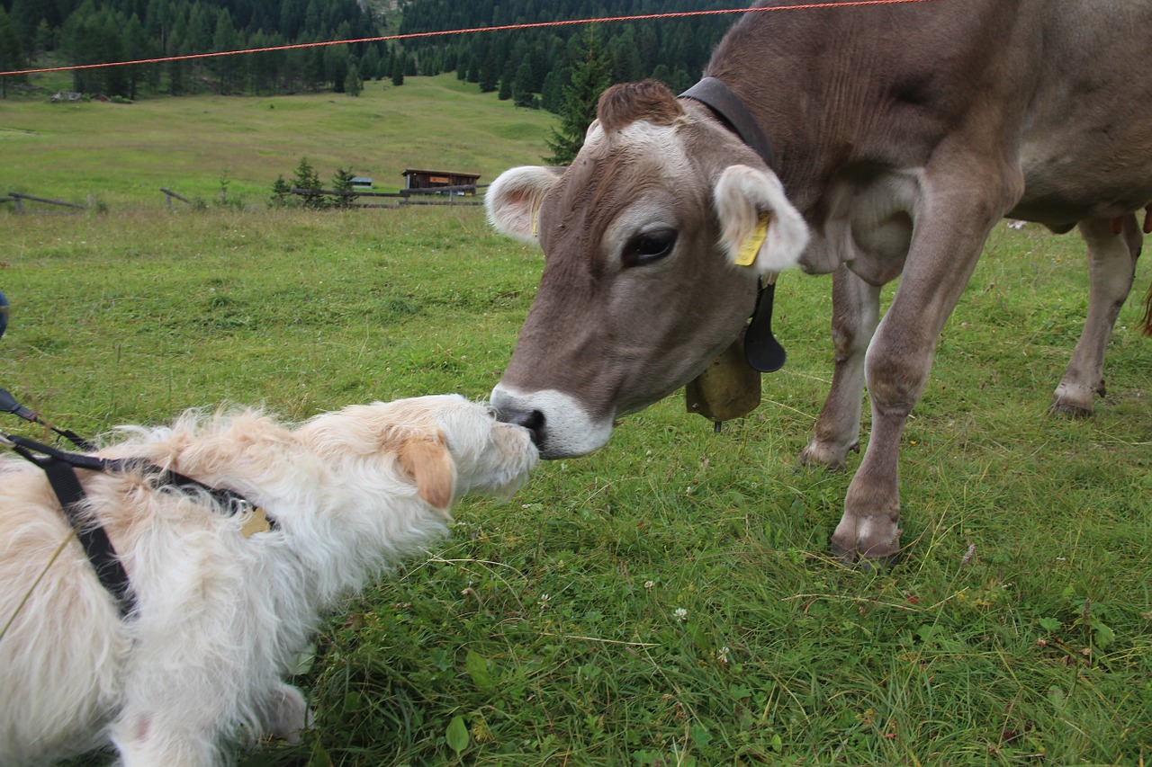 Šuo, Karvė, Dolomitai, Fassa, Susitikimai, Bučinys, Gyvūnai, Gamta, Fauna, Galvijai