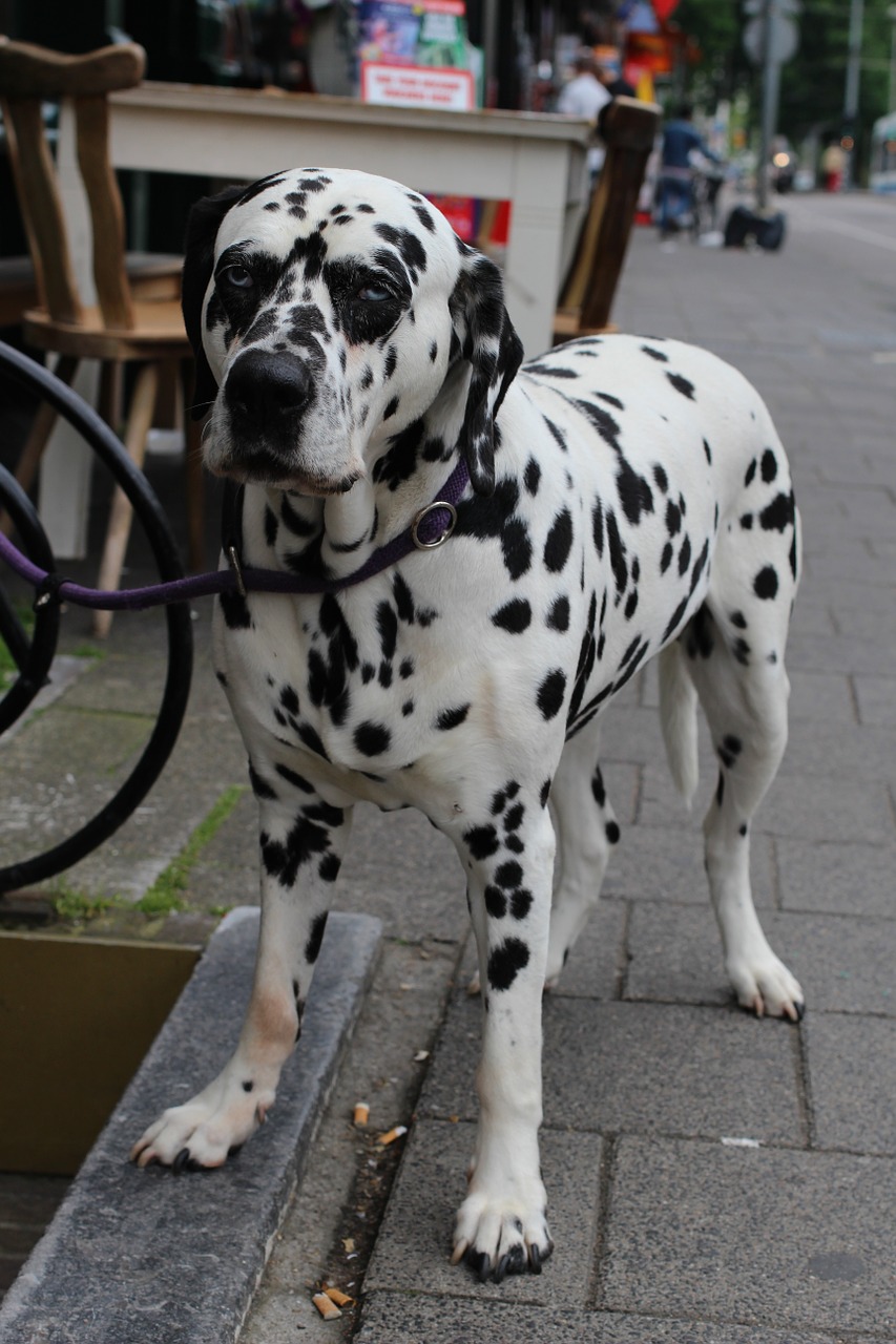 Šuo, Dalmatian, Dėmės, Gatvė, Nemokamos Nuotraukos,  Nemokama Licenzija