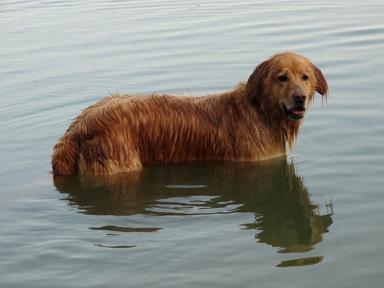 Šuo, Ežeras, Plaukti, Vandens Sportas, Nemokamos Nuotraukos,  Nemokama Licenzija