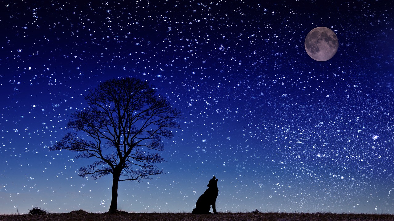 Šuo, Gaudyti, Mėnulis, Medis, Dangus, Žvaigždė, Kraštovaizdis, Pilnatis, Siluetas, Nemokamos Nuotraukos