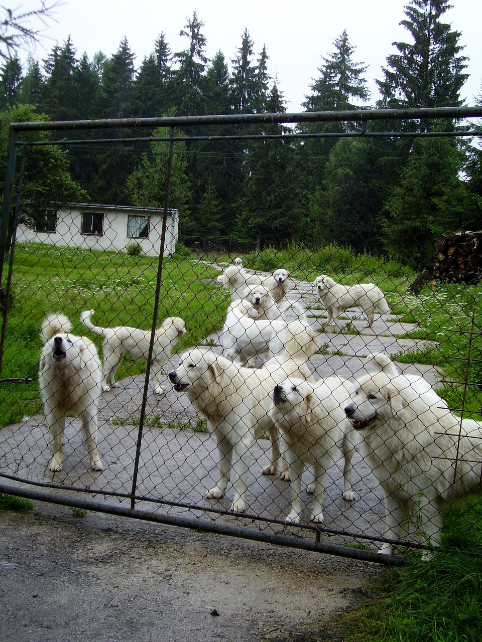 Šuo, Šunys, Tvora, Veisimas, Baltas Šuo, Sargas, Už Vartų, Už Tvoros, Slovak Čuvač, Nemokamos Nuotraukos
