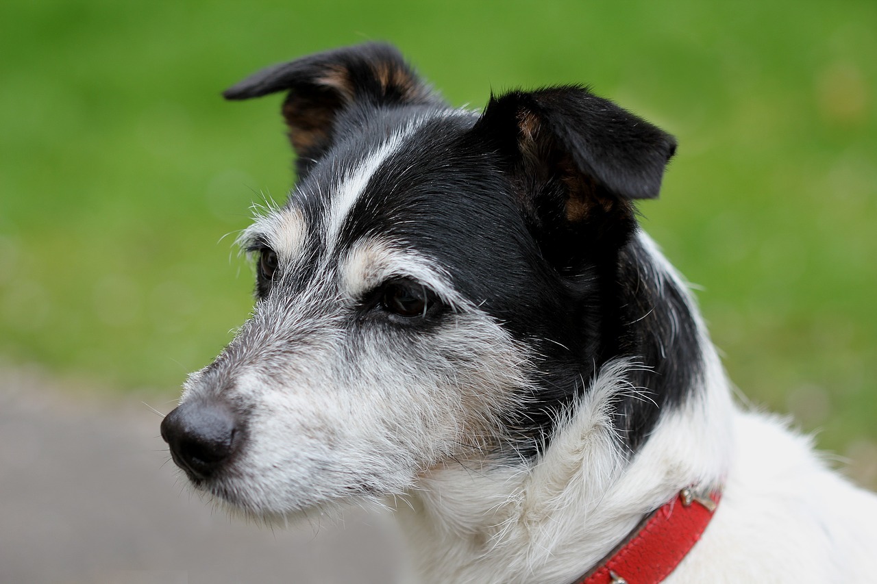 Šuo, Jack Russell, Uždaryti, Juoda Ir Balta, Nemokamos Nuotraukos,  Nemokama Licenzija