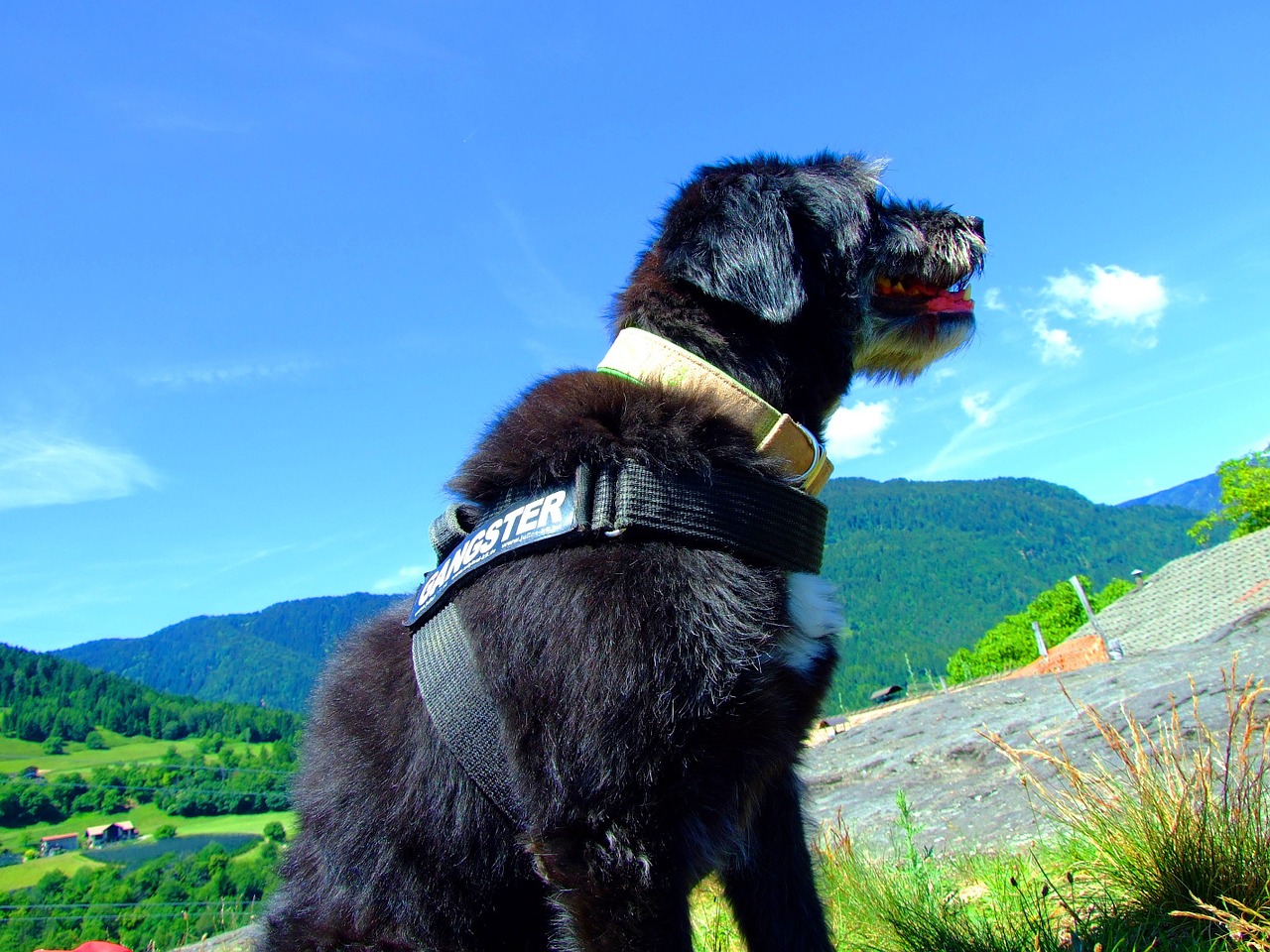 Šuo, Dangus, Mėlynas, Kalnai, South Tyrol, Žygiai, Jaufenpass, Juodas Šuo, Mėlynas Dangus, Nemokamos Nuotraukos