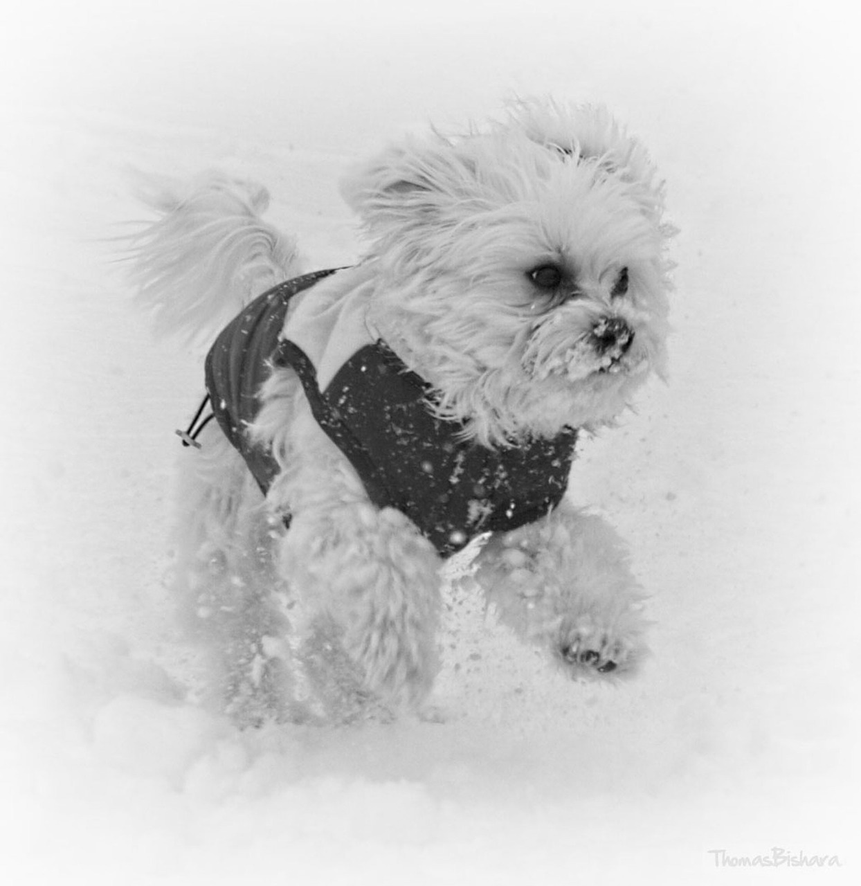 Šuo, Sniegas, Bėgimas, Šaltas, Balta, Žiema, Mielas, Šuniukas, Augintiniai, Nemokamos Nuotraukos