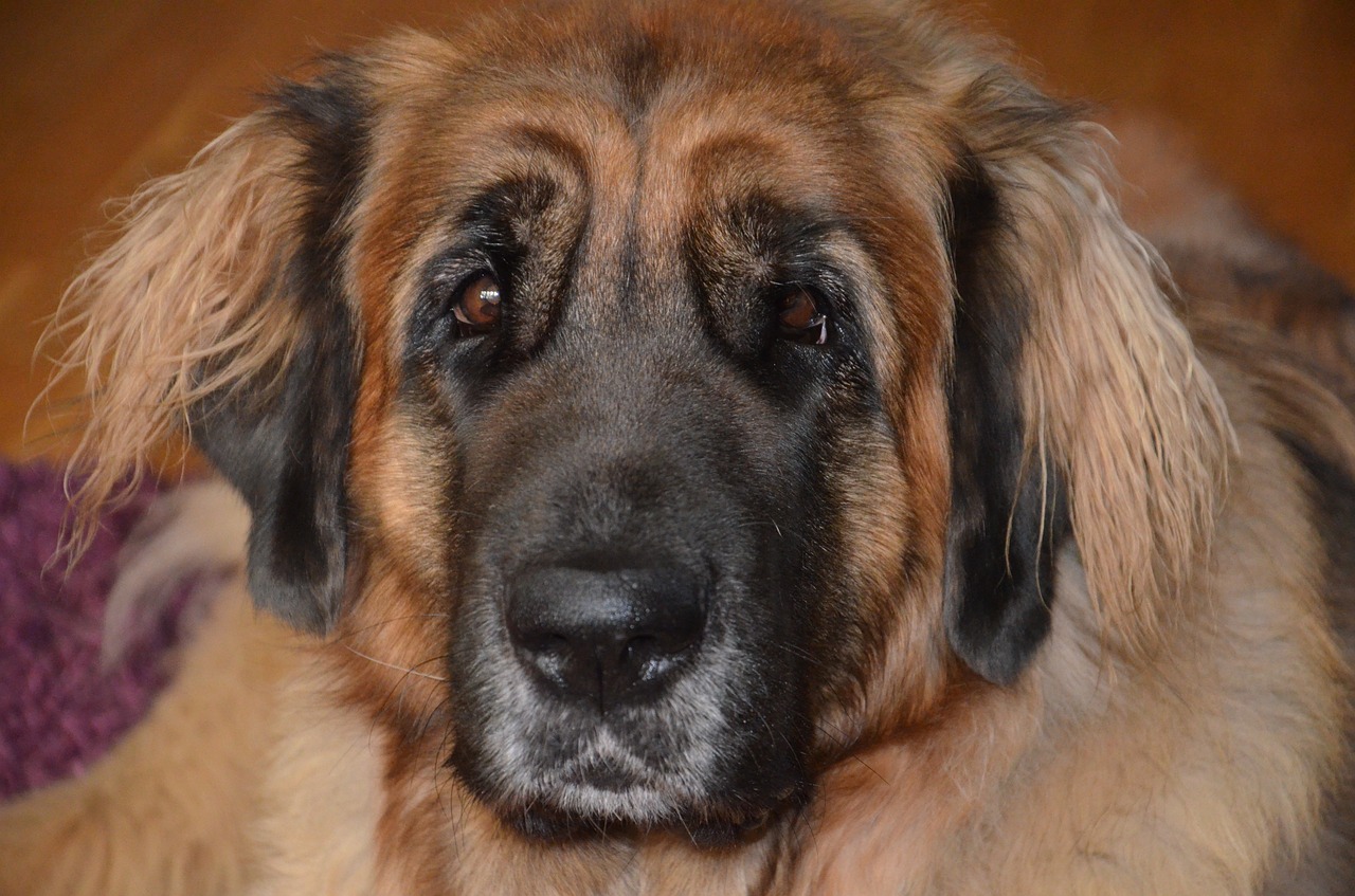 Šuo, Leonberger, Gražus, Lenktynės, Šunų Veislė, Nemokamos Nuotraukos,  Nemokama Licenzija